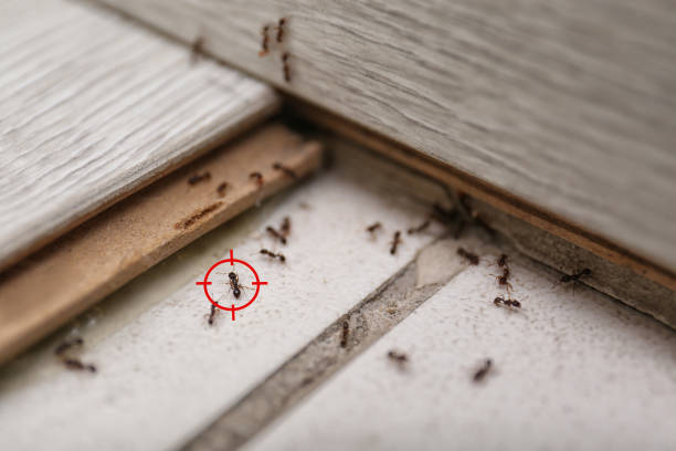 Best Affordable Pest Control Services  in Fourche Crossing, LA
