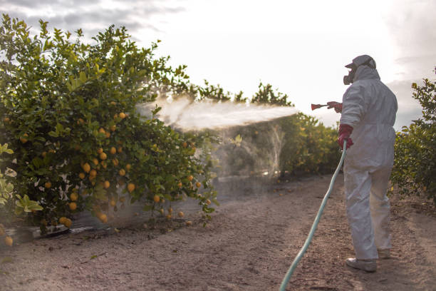 Best Termite Control Services  in Fourche Crossing, LA