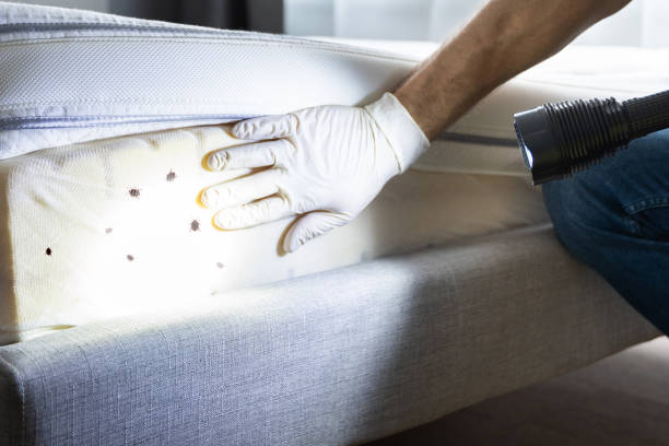 Best Pest Control Near Me  in Fourche Crossing, LA